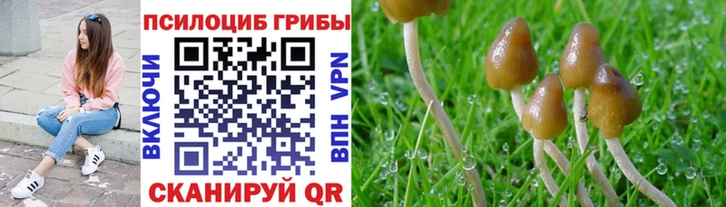 Псилоцибиновые грибы прущие грибы  Гдов 